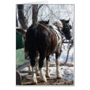 Search for draught horse Working