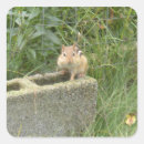 Search for cute chipmunk stickers Funny