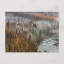Search for larch postcards Fall