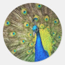 Search for peacock envelope seals Teal