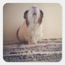 Search for small pig stickers Piggy