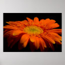Search for gerber art Daisy
