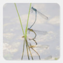 Search for damselflies stickers Animal