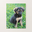 Search for german shepherd puzzles Grass