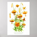 Search for tiger lily art Lilies