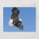 Search for eagle in flight postcards Alaska