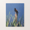 Search for blackbird puzzles Birds