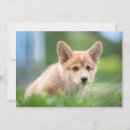 Search for yards cards Dog