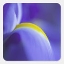 Search for blue iris stickers Purple