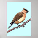 Search for waxwing posters Animals