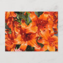 Search for tiger lily postcards Bloom