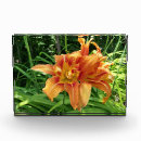 Search for daylily Summer flowers