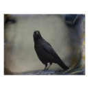 Search for corvidae art Raven