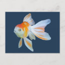 Search for fantail postcards Goldfish