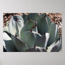 Search for agave posters Cactus