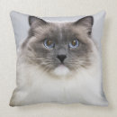 Search for ragdoll cat cushions Cats
