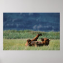 Search for ursus arctos posters Alaska