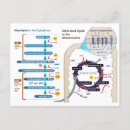 Search for respire Glycolysis