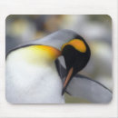 Search for cold mousepads Antarctica