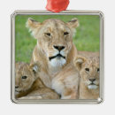 Search for lioness christmas tree decorations Africa