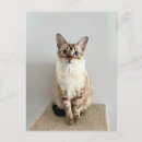Search for bengal cats postcards Pet