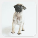 Search for cute pug stickers Pet