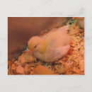 Search for chick postcards Peep