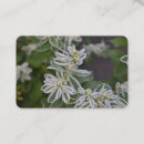 Search for fern business cards Nature