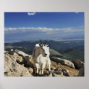 Search for standing art Animals in the wild