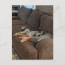Search for heelers postcards Blue heeler