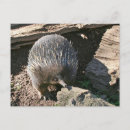 Search for environment postcards Animal