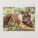 Search for restful postcards Forest