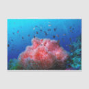 Search for coral sea tissue paper Diving