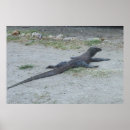 Search for komodo dragon posters Indonesia