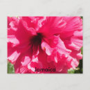 Search for hibiscus flower postcards Island