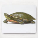 Search for turtle shell mousepads Shells