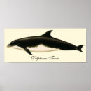 Search for marine mammals posters Dolphins