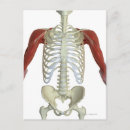 Search for shoulder postcards Human body part