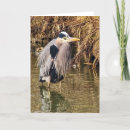 Search for heron cards Pond
