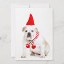 Search for elfs photography Pets