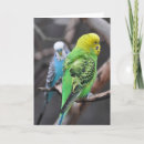 Search for budgie cards Blue