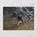 Search for anhinga postcards Wildlife
