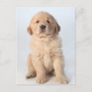 Search for golden retriever puppies postcards Studio shot