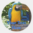 Search for blue and gold macaw stickers Pet