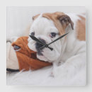 Search for english bulldog clocks Puppy