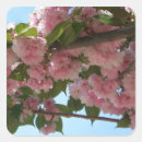 Search for cherry tree stickers Flower