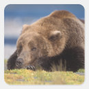 Search for grizzly bear stickers Portrait