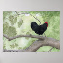 Search for rooster posters Animal