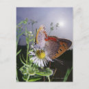 Search for mated postcards Wildlife