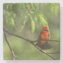 Search for birder barware Animal